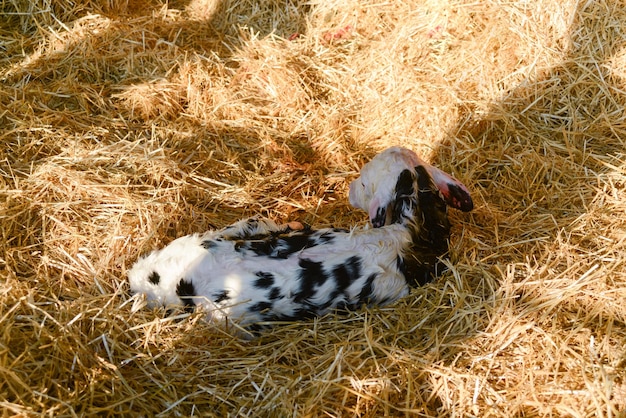 Porträt eines neugeborenen Holstein-Kalbs, das auf einem Strohhalm liegt