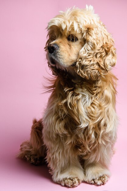 Porträt eines niedlichen amerikanischen Cockerspaniels auf einem rosa Hintergrund.