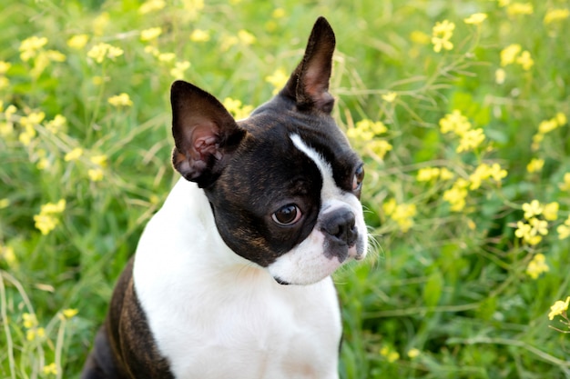 Porträt eines niedlichen boston terrier