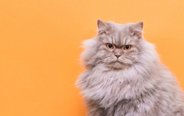 Porträt eines niedlichen flauschigen Haustieres, eine Katze auf einem orange Hintergrund schaut in die Kamera.