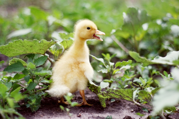 Porträt eines niedlichen gelben Entlein. Hausvogel