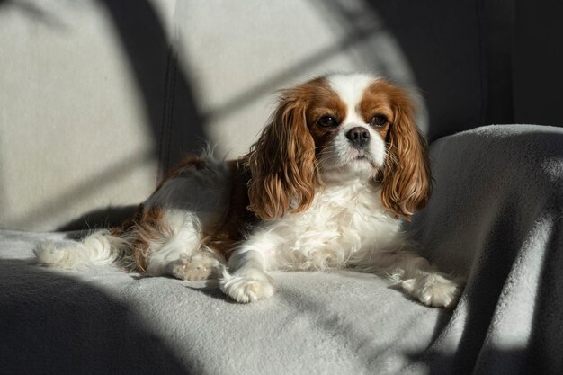 Porträt eines niedlichen Hundes auf dem Sofa zu Hause Cavalier King Charles Spaniel Blenheim