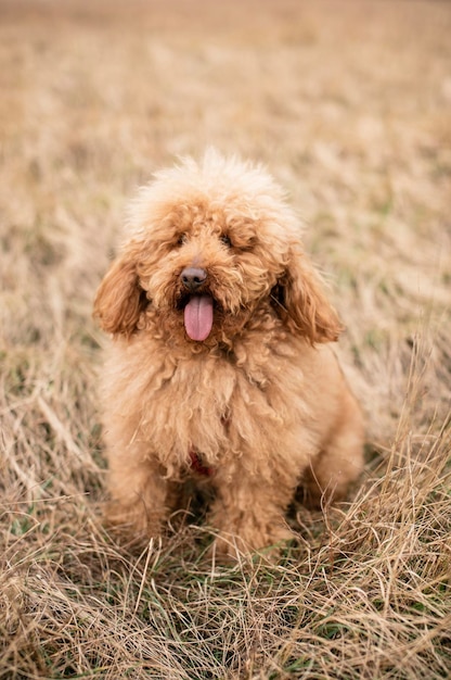 Foto porträt eines niedlichen hundes