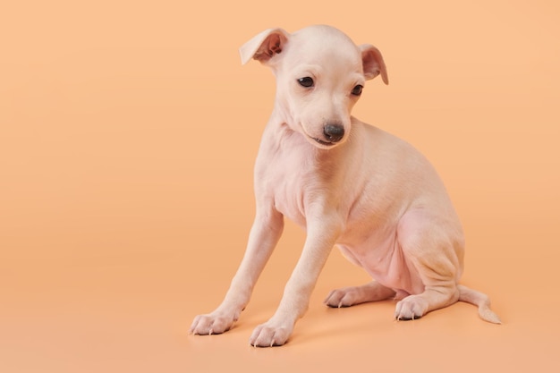 Porträt eines niedlichen italienischen Greyhound-Hündchens, isoliert auf orangefarbenem Pfirsich-Studio-Hintergrund Kleiner Beagle-Hund weißer beige Farbe xA
