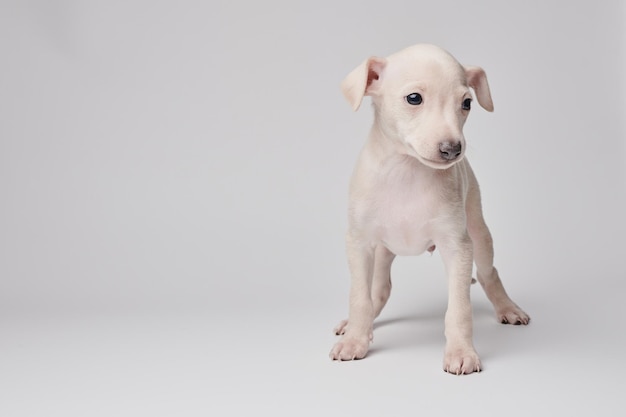 Porträt eines niedlichen italienischen Greyhound-Hündchens, isoliert auf weißem Studio-Hintergrund Kleiner Beagle-Hund weiße beige Farbe xA