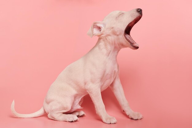 Porträt eines niedlichen italienischen Windhund-Welpen, der isoliert auf rosa Studiohintergrund gähnt. Kleiner, schläfriger Beagle-Hund, weiß-beige FarbexA