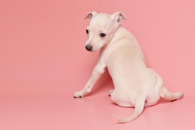 Porträt eines niedlichen italienischen Windhund-Welpen isoliert auf rosa Studiohintergrund. Kleiner Beagle-Hund, weiß-beige Farbe xA