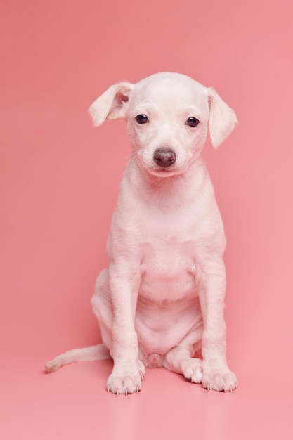 Porträt eines niedlichen italienischen Windhund-Welpen isoliert auf rosa Studiohintergrund. Kleiner Beagle-Hund, weiß-beige Farbe xA