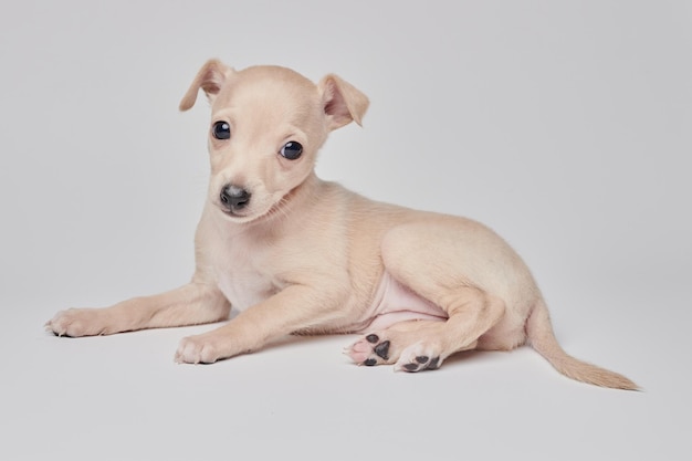 Porträt eines niedlichen italienischen Windhund-Welpen isoliert auf weißem Studiohintergrund. Kleiner Beagle-Hund, weiß-beige Farbe xA