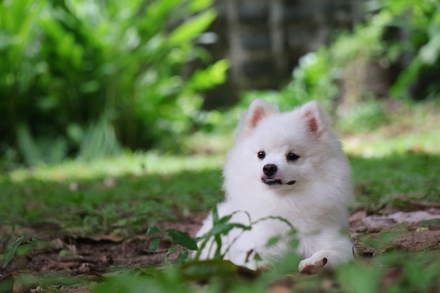 Porträt eines niedlichen jungen weißen pommerschen hundes, der auf boden mit grünem gras sitzt und etwas tierkonzept weichzeichner sucht