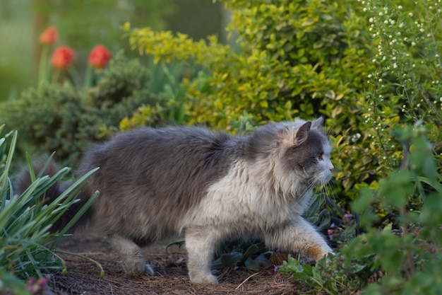 Porträt eines niedlichen Kätzchens im Profil. Porträt der Katze auf einem Hintergrund des Blumenfeldes