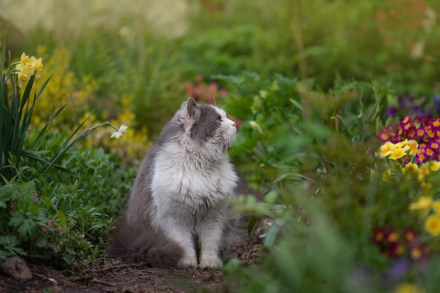 Porträt eines niedlichen Kätzchens im Profil. Porträt des pelzigen grauen und weißen Katzenprofils nah oben. Junge Katze, die im Sommer Sonnenuntergang entspannt.