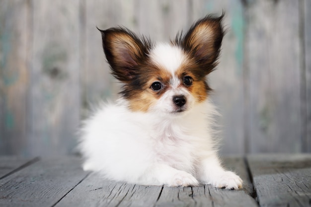 Porträt eines niedlichen kleinen Welpen Papillon