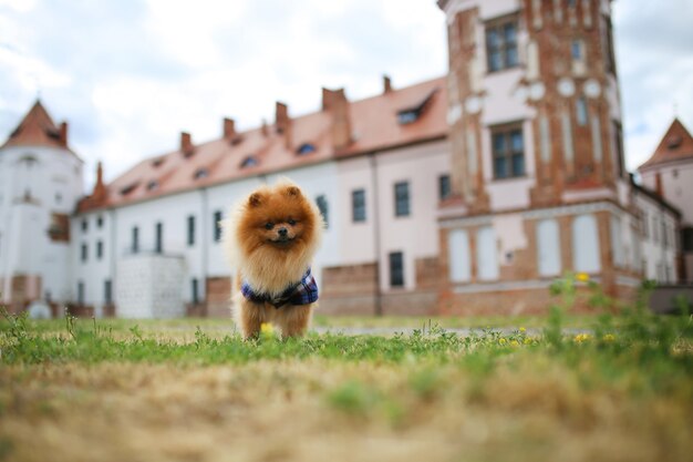 Porträt eines niedlichen pommerschen Hundes außerhalb