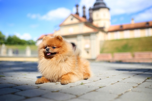 Porträt eines niedlichen pommerschen Hundes außerhalb