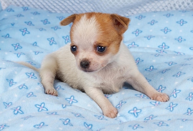 Porträt eines niedlichen reinrassigen Welpen Chihuahua im Welpenhaus