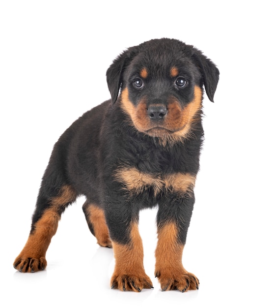 Porträt eines niedlichen Rottweiler Welpen