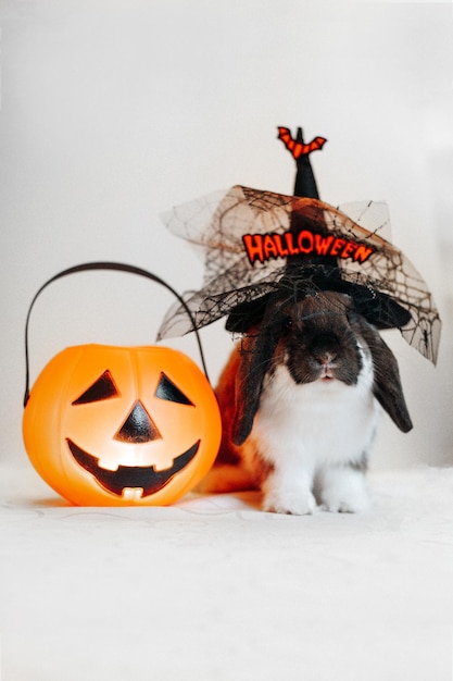 Porträt eines niedlichen Zwergkaninchens mit Hängeohren, das Halloween-Hut mit Süßigkeiteneimer Jack O Laterne trägt