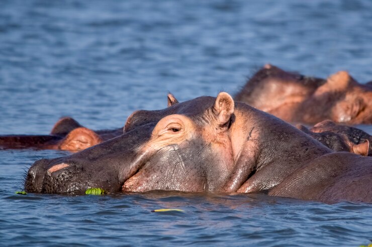 Foto porträt eines nilpferds, das im see murchison falls national park uganda africa schwimmt