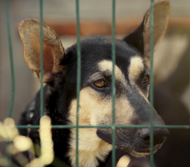 Porträt eines obdachlosen Hundes im Tierheimkäfig