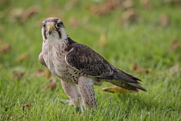 Porträt eines Ospreys