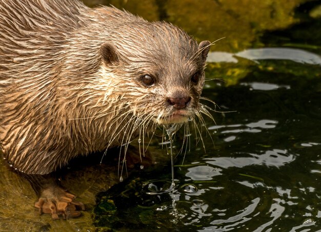 Porträt eines Otters am See