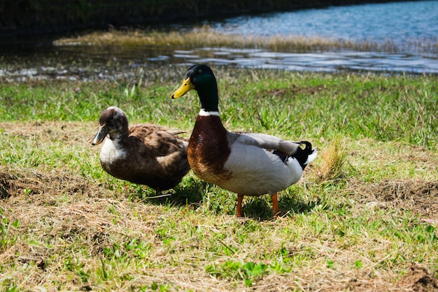 Porträt eines Paares von Stockenten (Anas platyrhynchos)