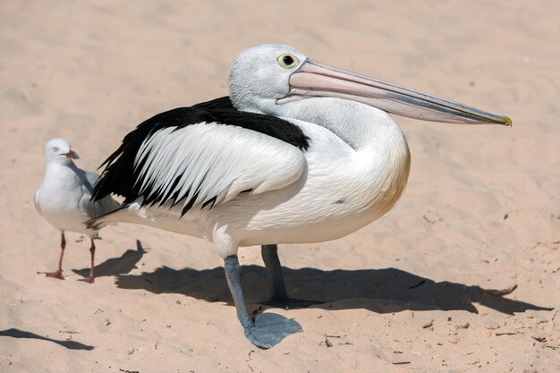 Porträt eines Pelikans am Sandstrand