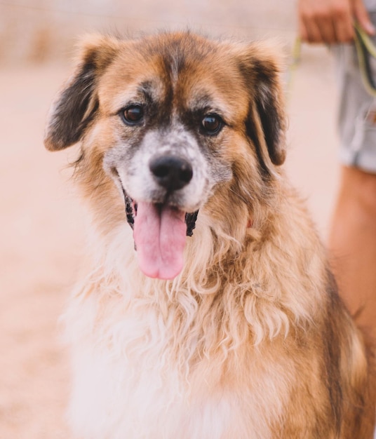 Porträt eines pelzigen alten Hundes auf dem Sand eines Strandes.