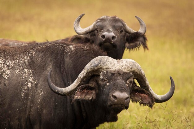 Foto porträt eines pferdes auf dem feld