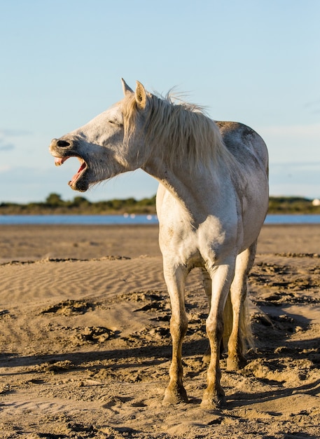 Porträt eines Pferdes auf dem Sand