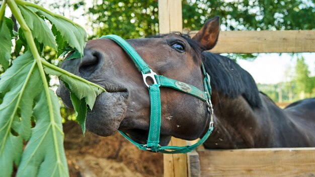 Porträt eines Pferdes, das Gras isst. Sommer in Tomsk.