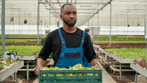 Porträt eines professionellen afroamerikanischen Landarbeiters, der zu Fuß geht, während er eine Kiste mit frischer Salatproduktion bereit für die Lieferung hält. Erzeuger von Bio-Lebensmitteln mit einer Charge von frischem Salat, der im Gewächshaus angebaut wird.