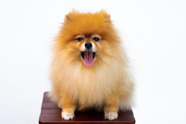 Porträt eines Puppen-Pomeranian mit ausgebreiteter Zunge und isolierter Hintergrund