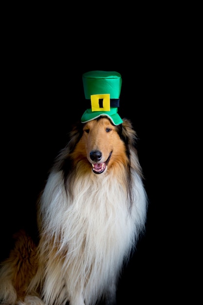 Porträt eines rauen Collie-Hundes mit dem Zylinder des Heiligen Patrick's Day