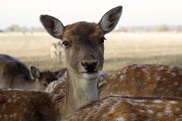 Porträt eines Rehs auf dem Feld
