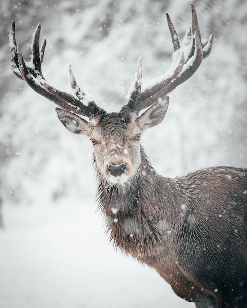 Foto porträt eines rehs im schnee