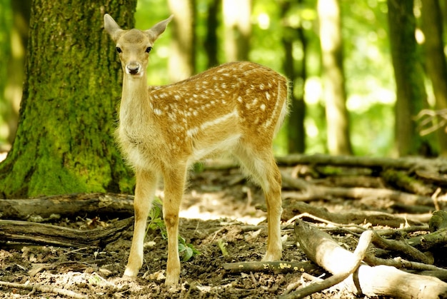 Porträt eines Rehs im Wald
