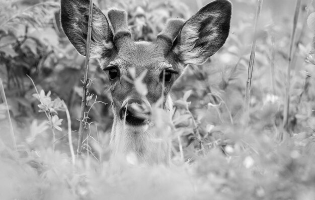 Foto porträt eines rehs im wald