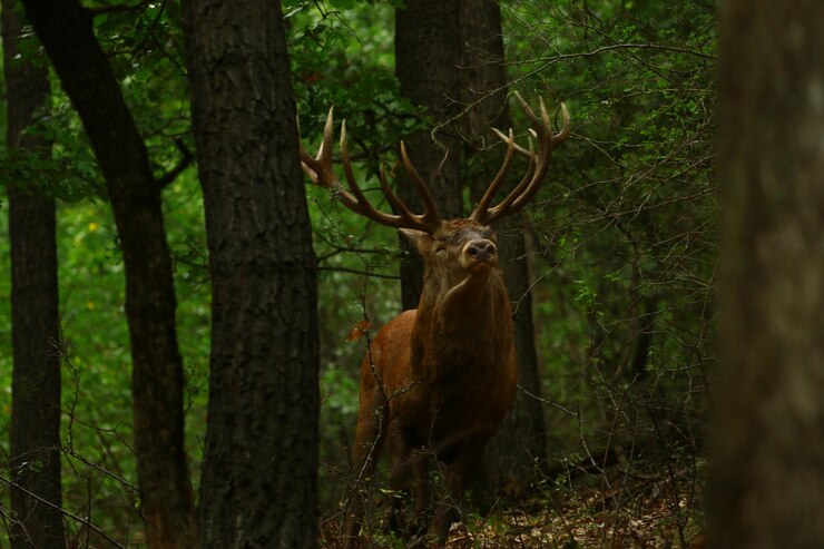 Foto porträt eines rehs im wald