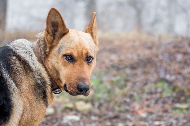 Porträt eines reinrassigen Hundes