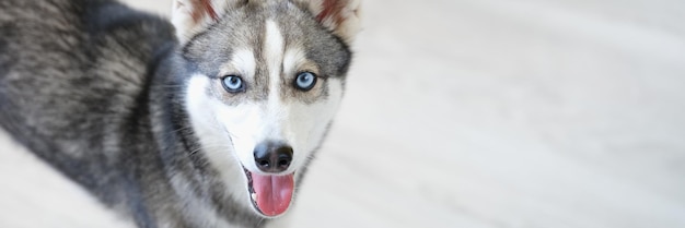 Porträt eines reinrassigen Mini-Husky-Hundes mit offenem Mund