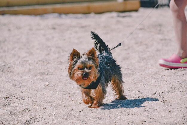 Porträt eines reinrassigen Yorkshire-Terriers am Strand