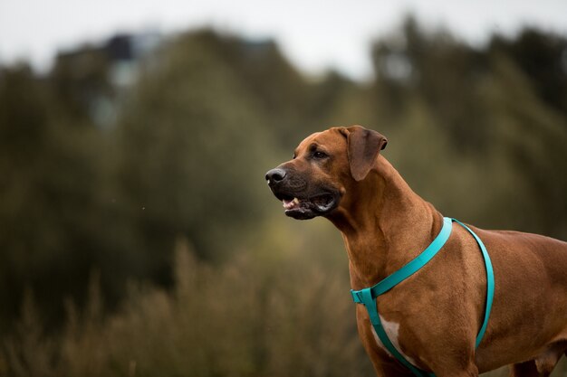 Porträt eines Rhodesian Ridgeback des Hundes, der in einem Meador draußen auf einer grünen Wiese steht