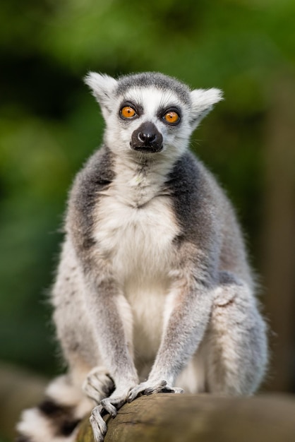 Porträt eines Ringschwanz-Lemurs, der im Zoo auf Bambus sitzt