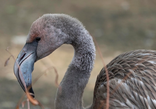 Foto porträt eines rosafarbenen flamingos in einem profil