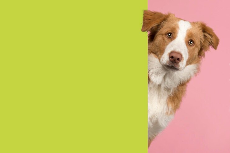 Foto porträt eines roten border collie-hundes, der um die ecke eines grünen leeren bretts für den kopierplatz schaut