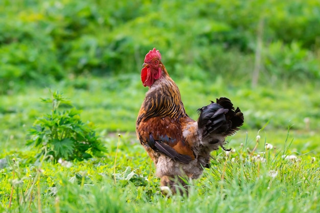 Porträt eines roten Hahns auf dem grünen Gras