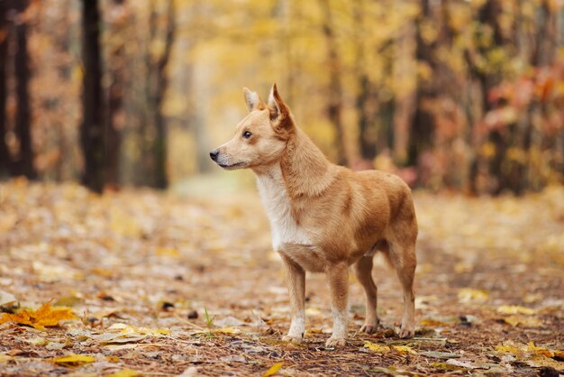 Porträt eines roten Hundes im herbstlichen Wald Schöner Haushund auf dem Weg im Wald voller Herbstfarben