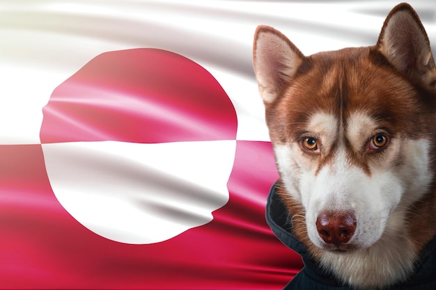 Porträt eines roten Husky-Hundes vor dem Hintergrund der Nationalflagge Grönlands